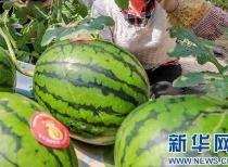 定州市吃瓜网最新消息,揭秘本地新鲜趣事，带你领略定州独特魅力