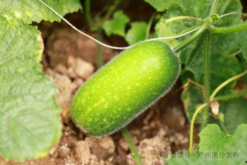 有名的吃瓜视频网红,揭秘吃瓜视频网红的爆红之路