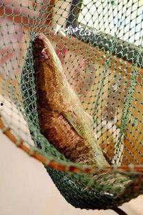 网红鱼小妹吃瓜,揭秘网红圈幕后故事