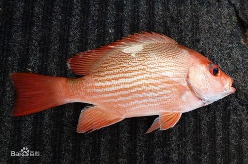 网红鱼小妹吃瓜,揭秘网红圈幕后故事