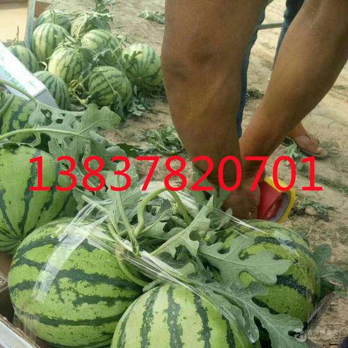 西安外事网课吃瓜,揭秘网络课堂的趣味瞬间