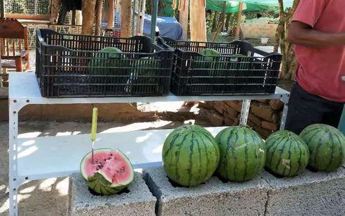 吃瓜网今日大寒