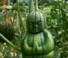 青海网红吃瓜事件真相,揭秘背后真相与反思