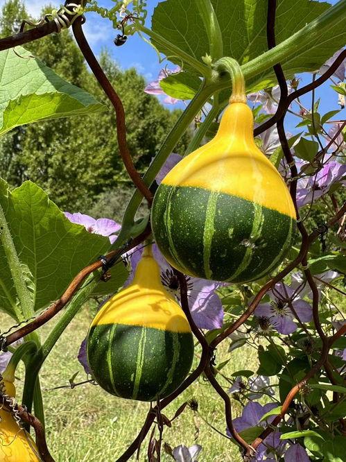 青海网红吃瓜事件真相,揭秘背后真相与反思