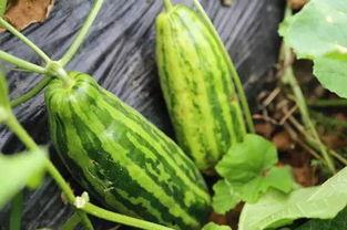 内涵吃瓜网,揭秘网络热词“内涵吃瓜”背后的趣味与内涵