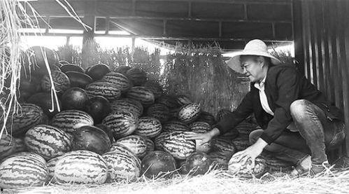 泗阳网红街吃瓜群众事件,一场网络舆论的风暴与反思