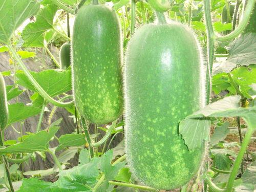 吃瓜网j4k.4n,带你走进神秘的网络世界