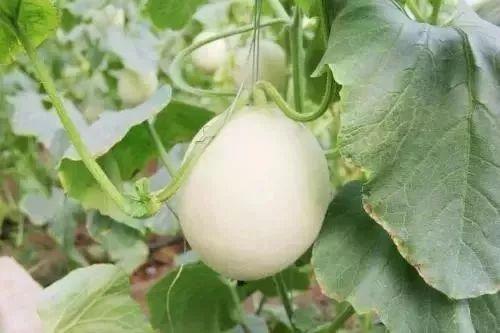 永年网红吃瓜事件,揭秘网络舆论背后的真相与争议