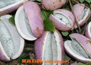 恩施网红吃八月瓜,八月瓜美食之旅,解锁土家风味新体验