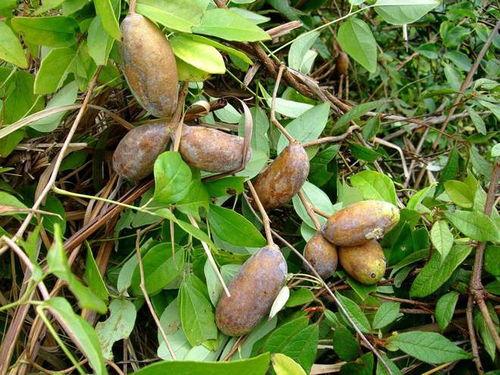 恩施网红吃八月瓜,八月瓜美食之旅,解锁土家风味新体验