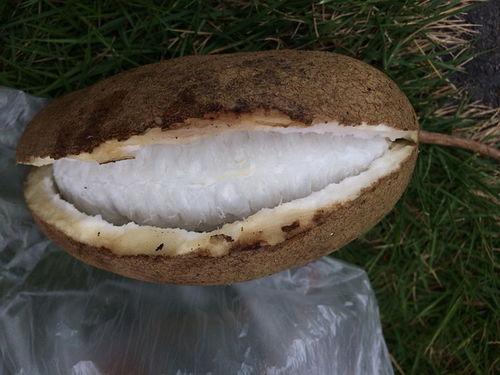 恩施网红吃八月瓜,八月瓜美食之旅,解锁土家风味新体验