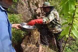 徽县吃瓜网红事件始末,网络舆论漩涡中的真相探寻