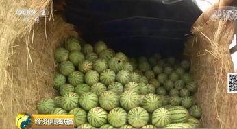 世界上最大的吃瓜视频网,揭秘热门事件背后的真相与笑料