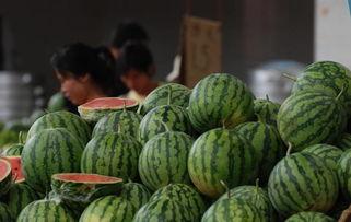 山东微山县吃网袜瓜,网袜瓜的独特风味之旅