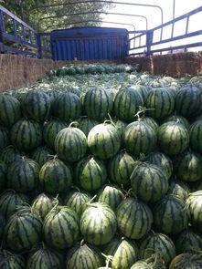 山东微山县吃网袜瓜,网袜瓜的独特风味之旅