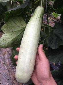 网红吃自己的瓜