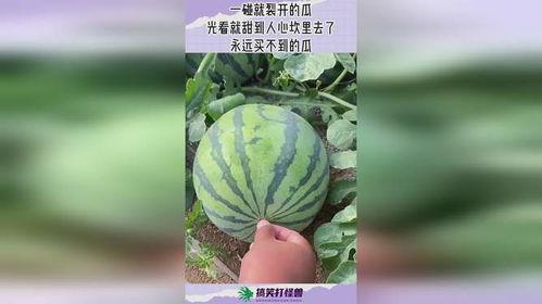 吃瓜网现在怎么进不去了呢