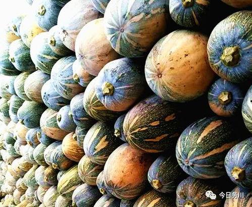 务川网红吃瓜事件