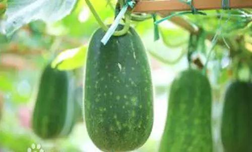 阳江男网红吃瓜,揭秘瓜界新潮流