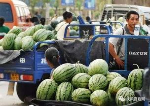 阳江男网红吃瓜,揭秘瓜界新潮流