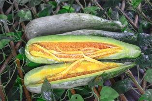 网红阿姨在网上吃瓜