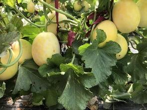 界首网红吃瓜视频曝光,揭秘界首热门事件背后真相