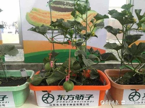 52 吃瓜网,揭秘娱乐圈最新热点，带你畅游八卦海洋