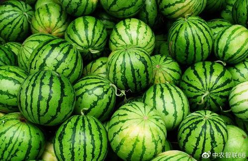 吃瓜网首页,揭秘娱乐圈最新热点，带你畅游八卦海洋