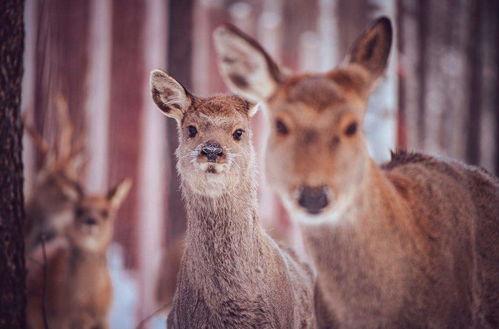 网红驯鹿吃瓜视频大全,趣味视频盘点