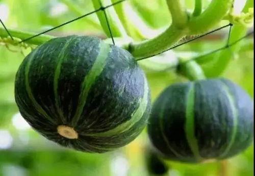 网红刘雅婧吃瓜事件