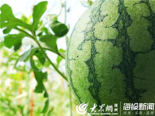 51吃瓜最新官网是多少