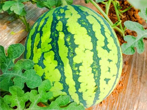 广艺网红吃瓜,揭秘娱乐圈幕后故事