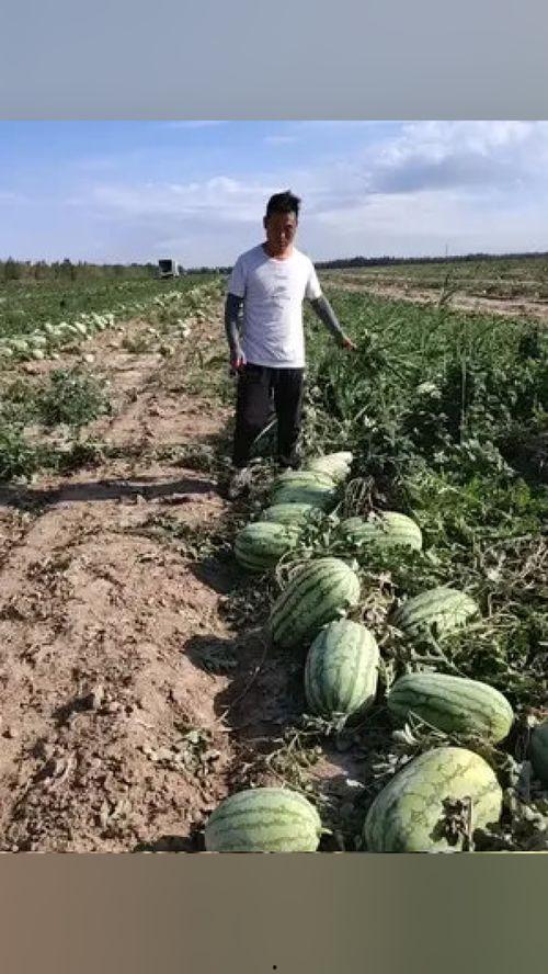 礼县吃瓜网红事件始末是真的吗