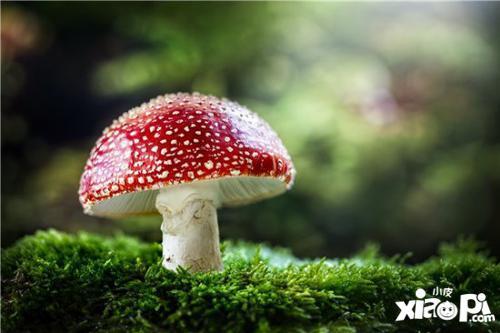 17c吃瓜官网蘑菇影视